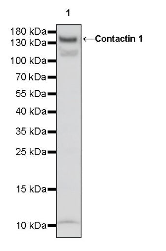 Contactin 1 Rabbit Polyclonal Antibody
