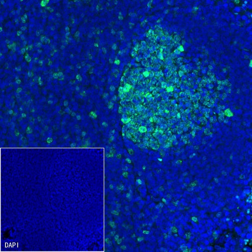 Goat Anti-Rabbit IgG (H+L) (min X Hu Sr Prot) (Alexa Fluor® 488 Conjugate)