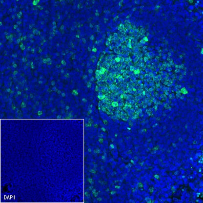 Goat Anti-Rabbit IgG (H+L) (min X Hu Sr Prot) (Alexa Fluor® 488 Conjugate)