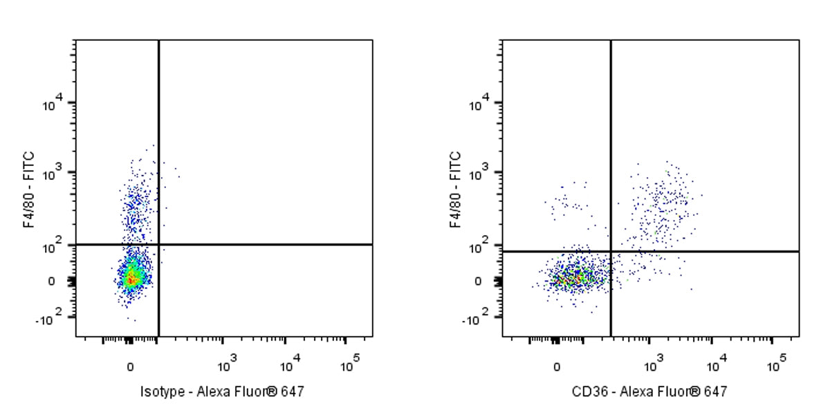 Alexa Fluor® 647 Armenian hamster Anti-Mouse CD36 Antibody (HM36)