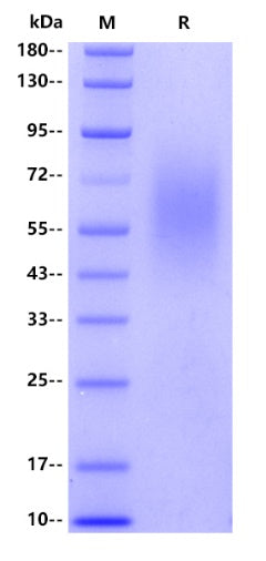 Human CD45, His tag