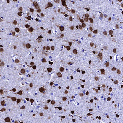 NeuN Recombinant Rabbit mAb (SDT-432-1)