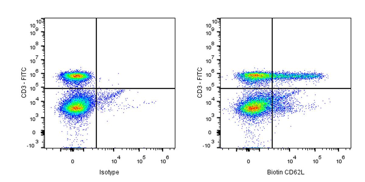 Biotin Mouse Anti-Rat CD62L Antibody (OX-85)