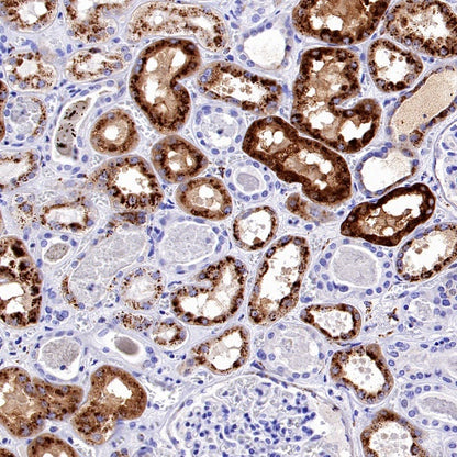 Napsin A Recombinant Rabbit mAb, PBS Only (SDT-2777-115)