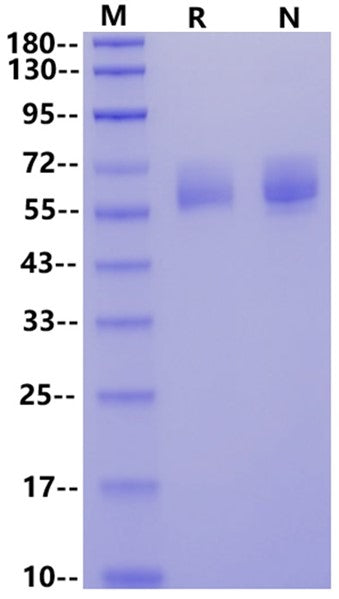 CD98/SLC3A2 His Tag Protein, Human
