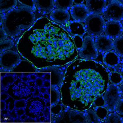 CD239 Recombinant Rabbit mAb (S-683-3)