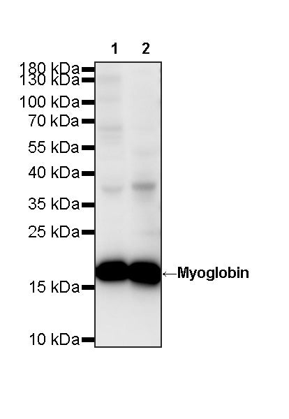 Myoglobin Recombinant Rabbit mAb (S-6197)