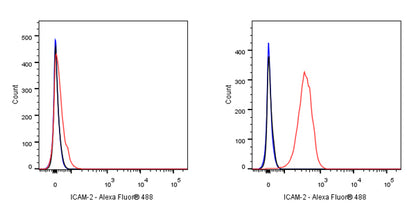 ICAM-2 Recombinant Rabbit mAb (S-R359)
