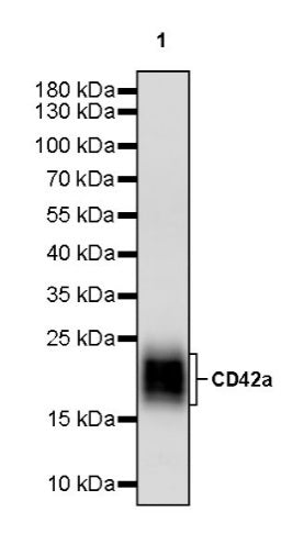 CD42a Recombinant Rabbit mAb (S-2705-46)