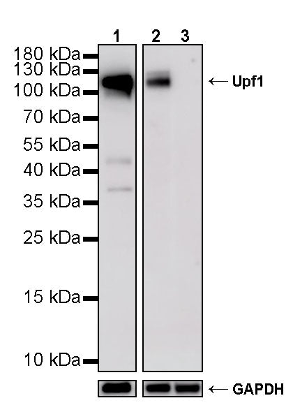 Upf1 Rabbit Polyclonal Antibody