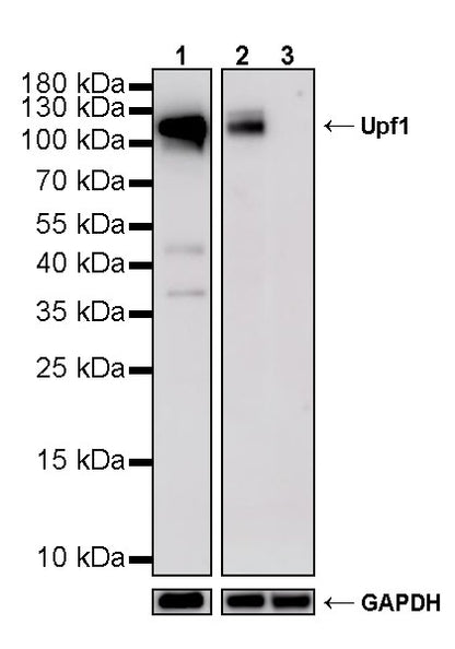 Upf1 Rabbit Polyclonal Antibody