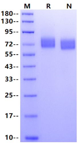 B7-H3/CD276 His Tag Protein, Cynomolgus