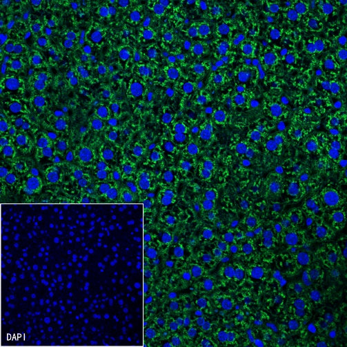 β-Catenin Recombinant Rabbit mAb (Alexa Fluor® 488 Conjugate) (S-336-23)