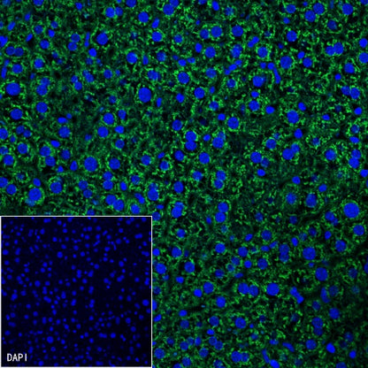 β-Catenin Recombinant Rabbit mAb (Alexa Fluor® 488 Conjugate) (S-336-23)