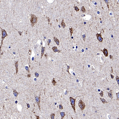 COX IV Rabbit polyclonal antibody