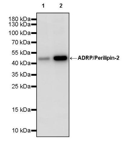 ADRP/Perilipin-2 Recombinant Rabbit mAb (S-2210-3)