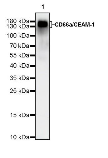 CD66a/CEACAM1 Recombinant Rabbit mAb (S-678-53)