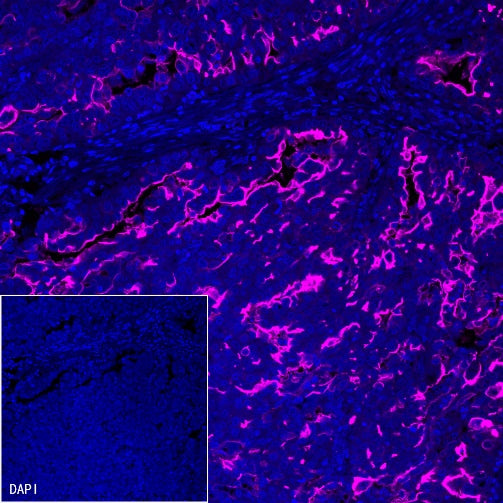 Goat Anti-Mouse IgG (H+L), F(ab')2 Fragment (Alexa Fluor® 647 Conjugate)