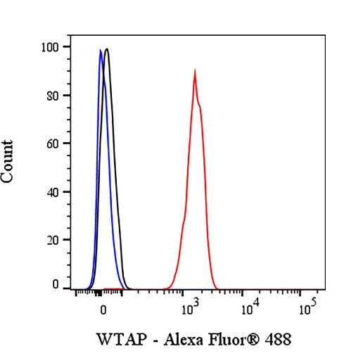 WTAP Recombinant Rabbit mAb (S-2741-49)