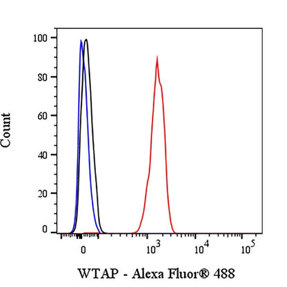 WTAP Recombinant Rabbit mAb (S-2741-49)