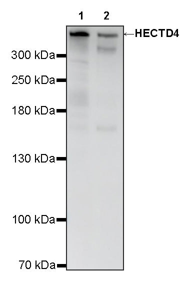 HECTD4 Recombinant Rabbit mAb (S-4562-67)