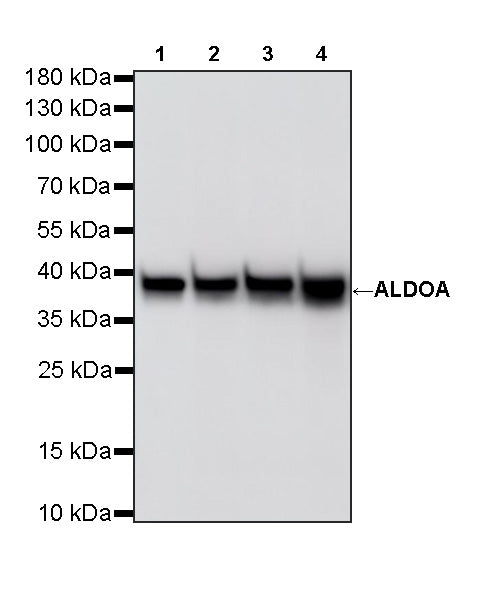 ALDOA Mouse mAb