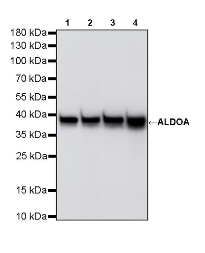 ALDOA Mouse mAb