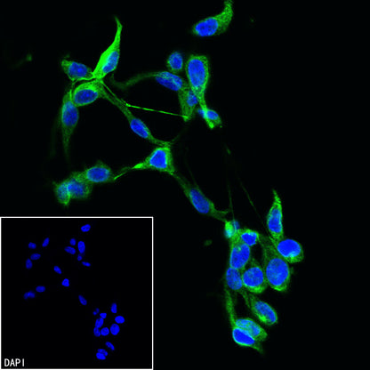Anti-Biotin Recombinant Rabbit mAb (FITC Conjugate) (S-3083)