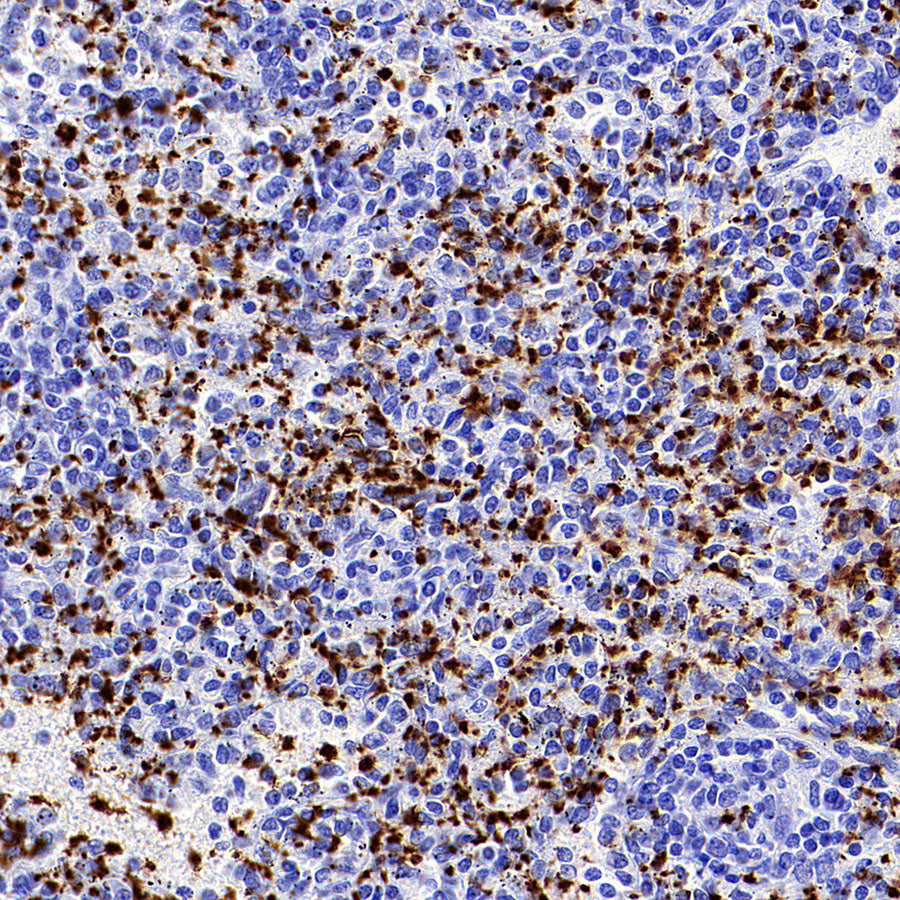 CD41 Mouse mAb (S-3057-8)