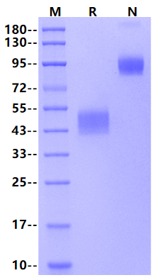 Endothelin B Receptor mFc Chimera Protein, Human
