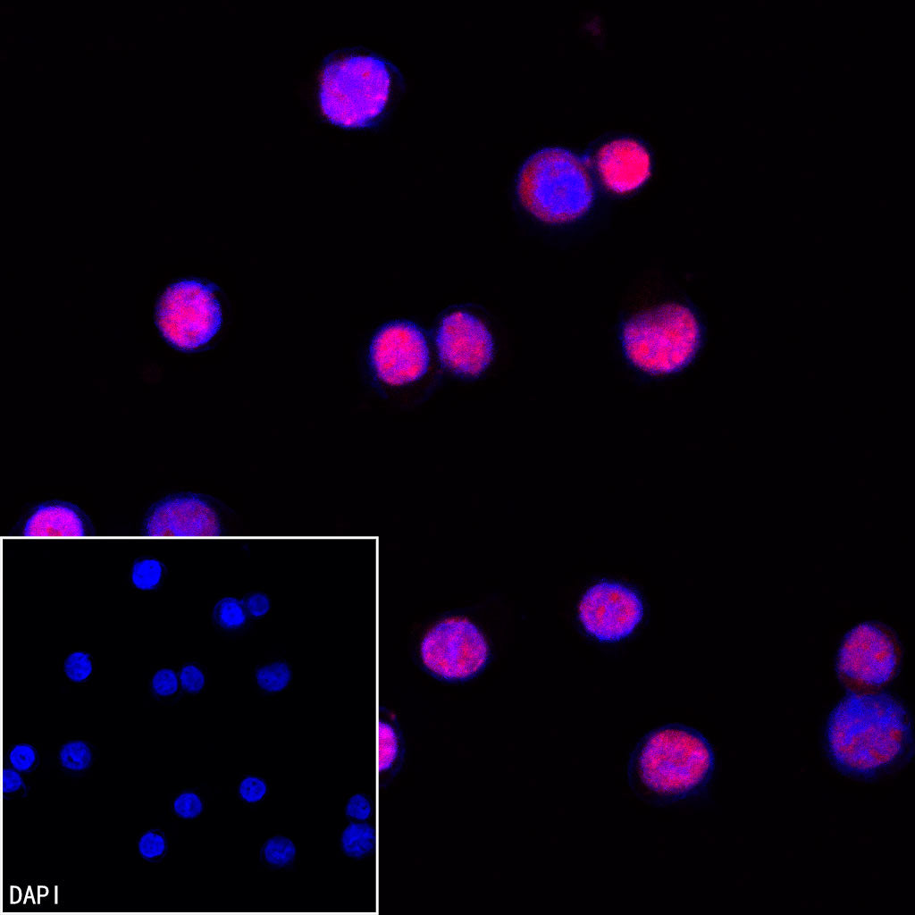 Goat anti-Rabbit IgG(H+L) (Cy3 Conjugate)