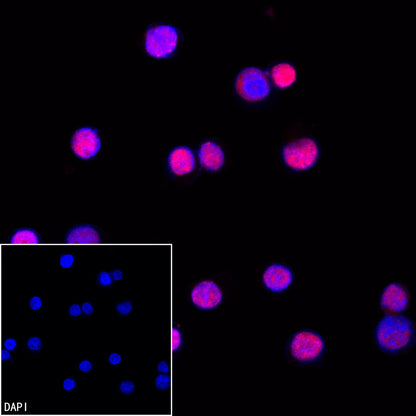 Goat anti-Rabbit IgG(H+L) (Cy3 Conjugate)