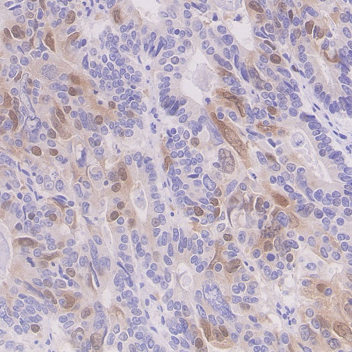 Cyclin A2 Recombinant Rabbit mAb (S-1873-103)