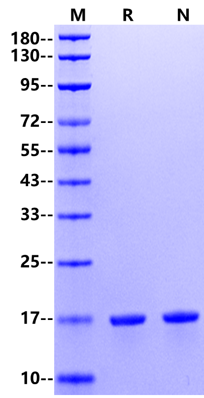 TNF-α Protein, Rat