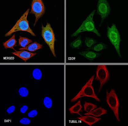 Cyclin D3 Recombinant Rabbit mAb (SDT-R124)