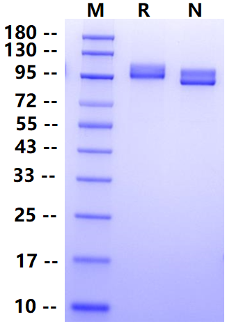 Biotinylated NCAM-1/CD56 His&Avi Tag Protein, Human