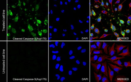 Cleaved Caspase-3 (Asp175) Recombinant Rabbit mAb (S-1406-409)
