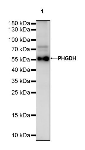 PHGDH Rabbit Polyclonal Antibody