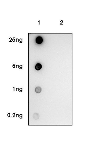 Phospho - GSK-3α/β (Tyr216/279) Recombinant Rabbit mAb (S-1810-101)