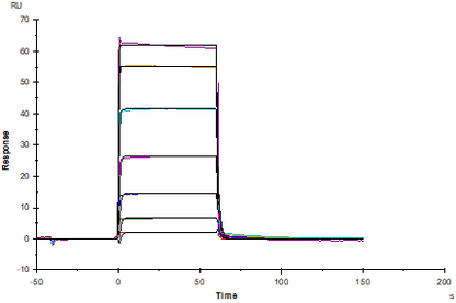 Angiopoietin-2(275-496) His Tag Protein, Human