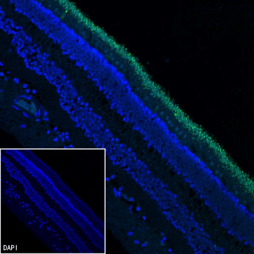 OPN1SW Rabbit Polyclonal Antibody