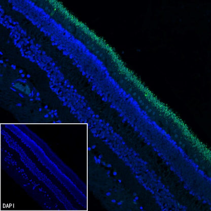OPN1SW Rabbit Polyclonal Antibody