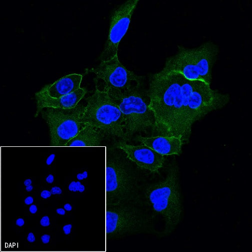 Integrin beta1/CD29 Mouse mAb (S-933-228)