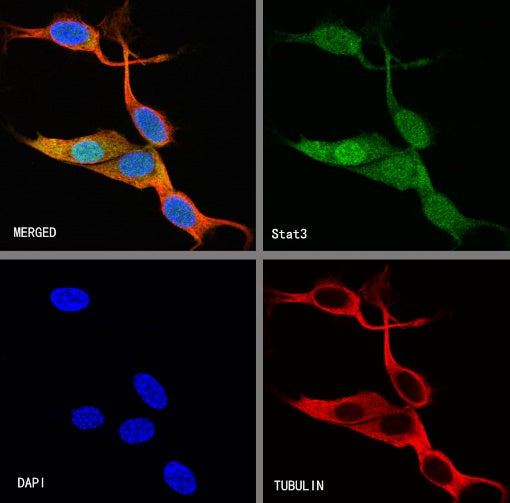 Stat3 Recombinant Rabbit mAb (S-1393-64)