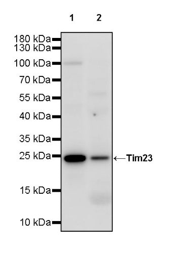 Tim23 Recombinant Rabbit mAb (S-2241-105)