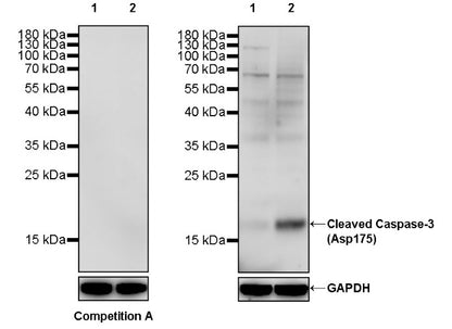 Cleaved Caspase-3 (Asp175) Recombinant Rabbit mAb (S-1406-409)