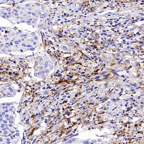 FAP Recombinant Rabbit mAb (S-3094-29)
