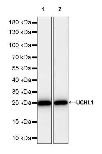 UCHL1 Rabbit Polyclonal Antibody