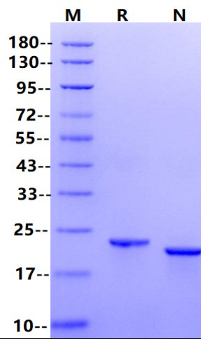 TL1A/TNFSF15 Protein,Human