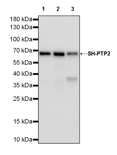 SH-PTP2 Recombinant Rabbit mAb (S-1318-2)